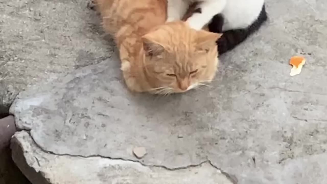 "Certified Cat Therapist""ماساژکار حرفه‌ای پیدا شد