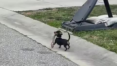 Funny Cats and Dogs Videos