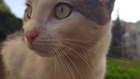 Check Out Those Attentive Green Eyes 💚😻