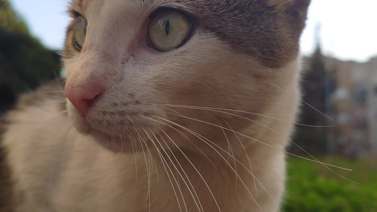 Check Out Those Attentive Green Eyes 💚😻