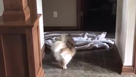 Un chien se fiche de sa maîtresse