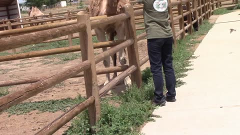 Camel and Babby farms staff member, plus camel vocalization
