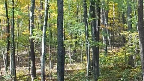 A minute in the autumn woods
