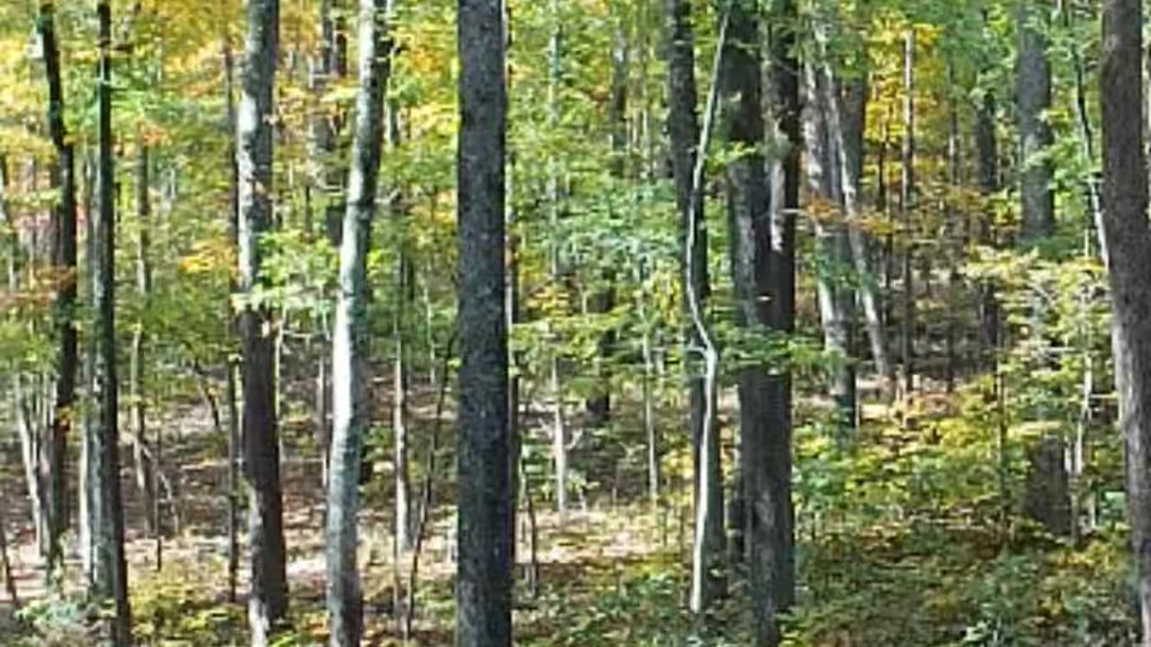 A minute in the autumn woods