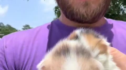 guy finds 2 kittens
