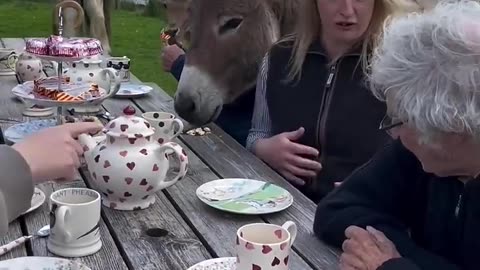 most funny video