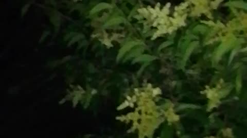 Noche de viernes, calurosa y los perritos activos