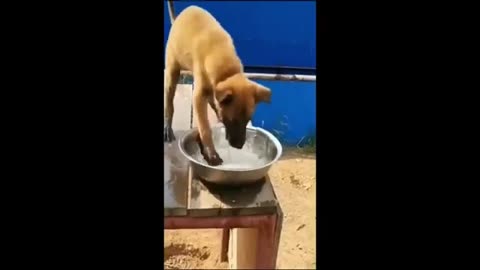 Funny Animal Video 2025