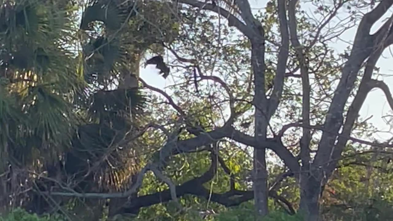 From Osprey To Vulture