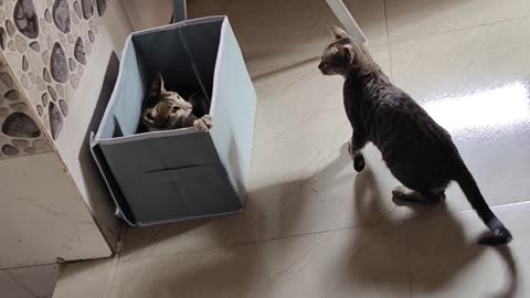 Funny video