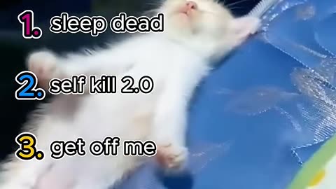 Crazy cat 🐈🐈