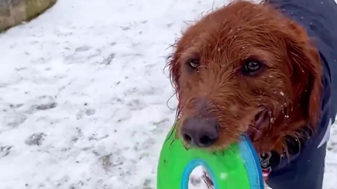 When Your Dog Thinks He’s Harry Potter 😂