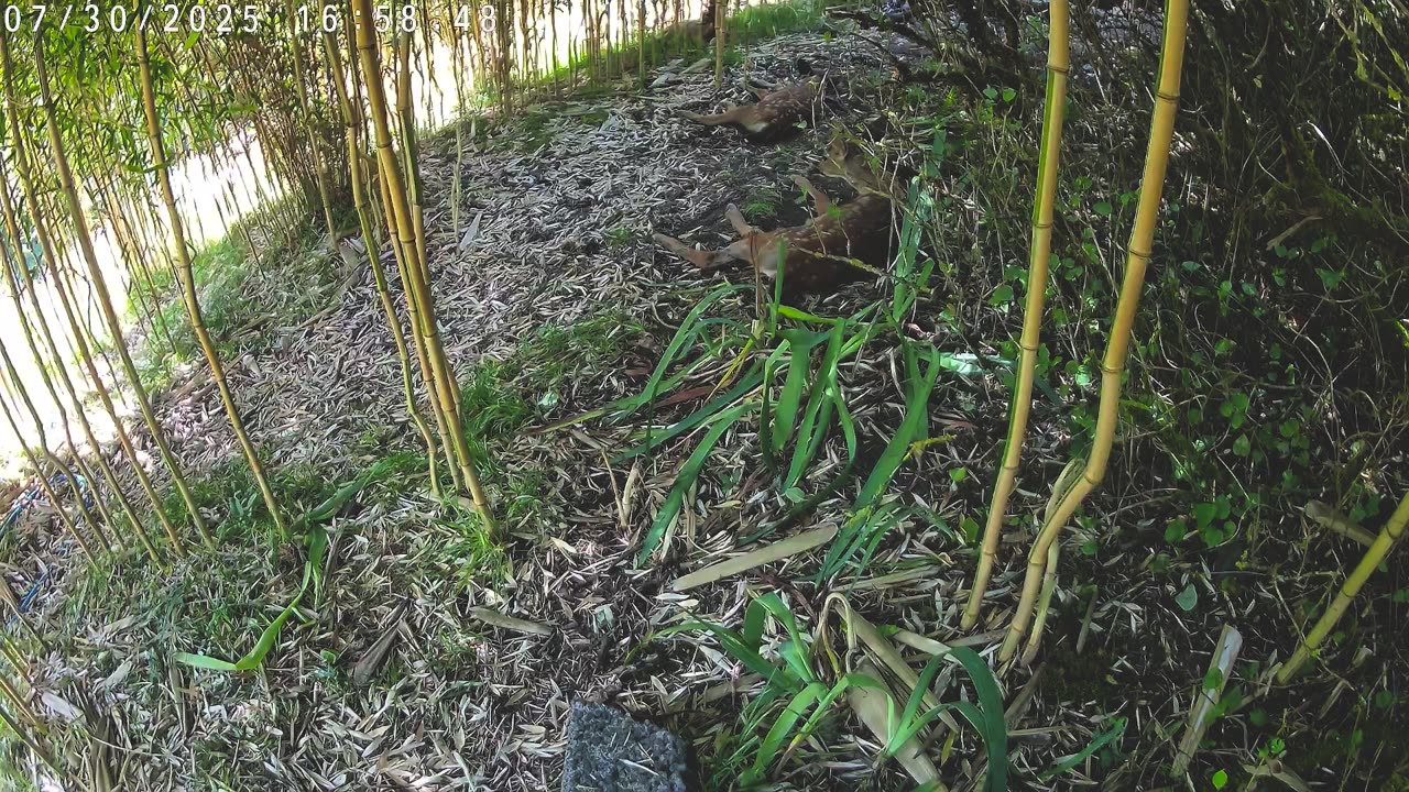 Live -Fawns chilling in the boo