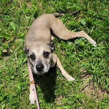 Silly dog being silly