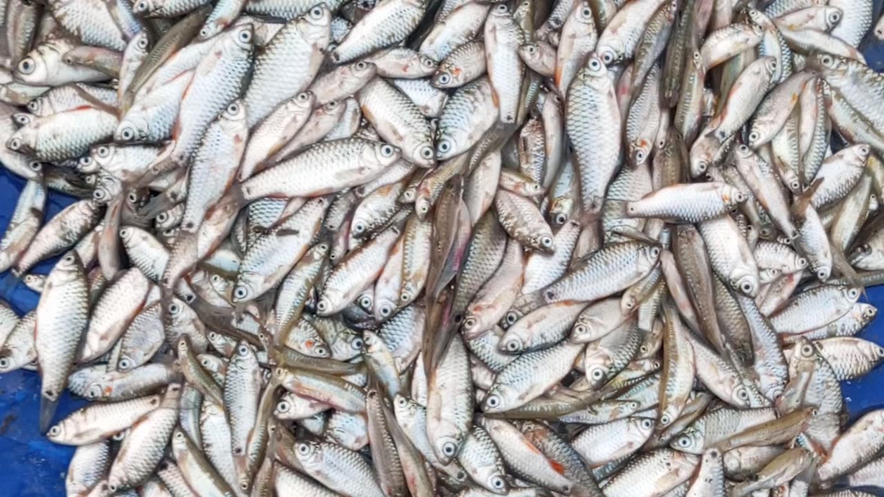 Nice fish