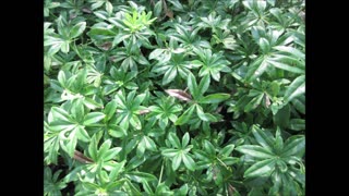 Shade Loving Groundcover Sweet Woodruff July 2022