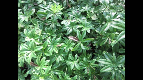 Shade Loving Groundcover Sweet Woodruff July 2022