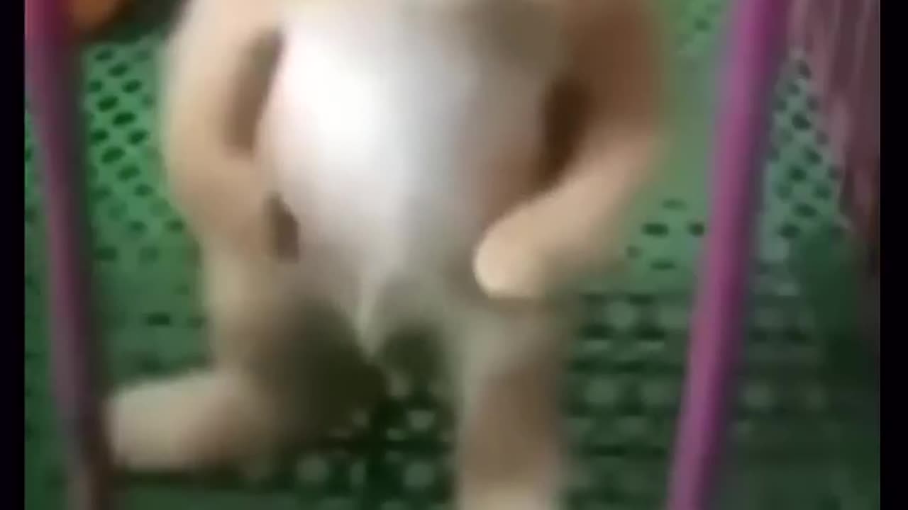 Try Not To Laugh Challenge The best and funniest pets in the world