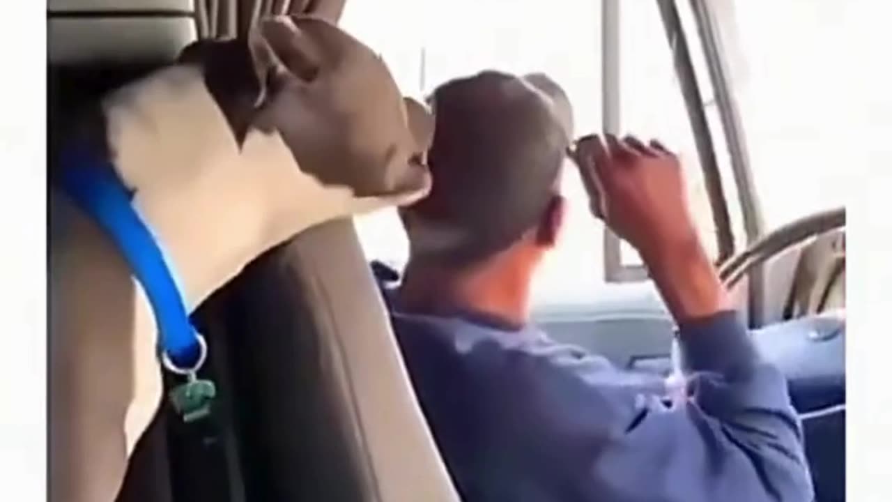 FUNNY ANIMAL COMPILATIONS - PART 30