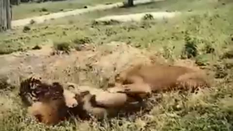 animals