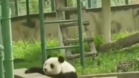 When Life Hits Hard, but You're Still Cute 😌🌿#PandaMood 🐼 #LazyVibes 😴 #ZooLife🏞️#RelatableAnimals😂💚