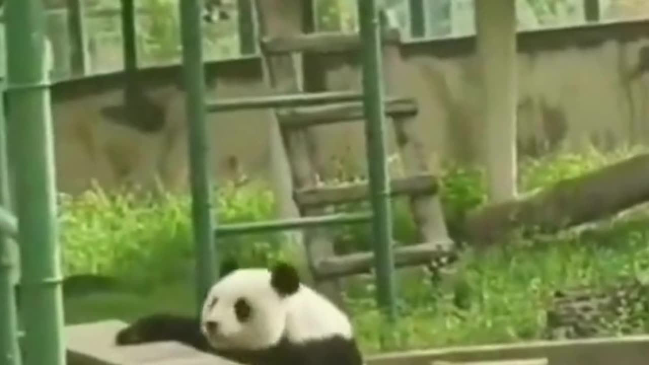 When Life Hits Hard, but You're Still Cute 😌🌿#PandaMood 🐼 #LazyVibes 😴 #ZooLife🏞️#RelatableAnimals😂💚