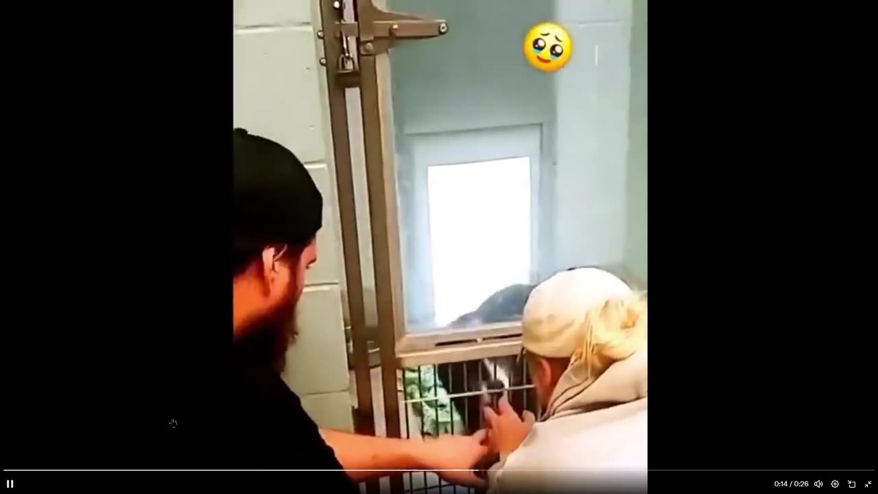 Woman went to adopt a new dog after losing hers… only to find her own dog