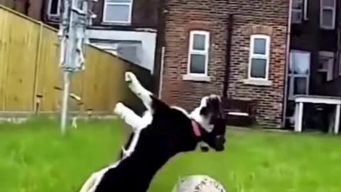 This Funny Animal Video is a Guaranteed Mood Booster!