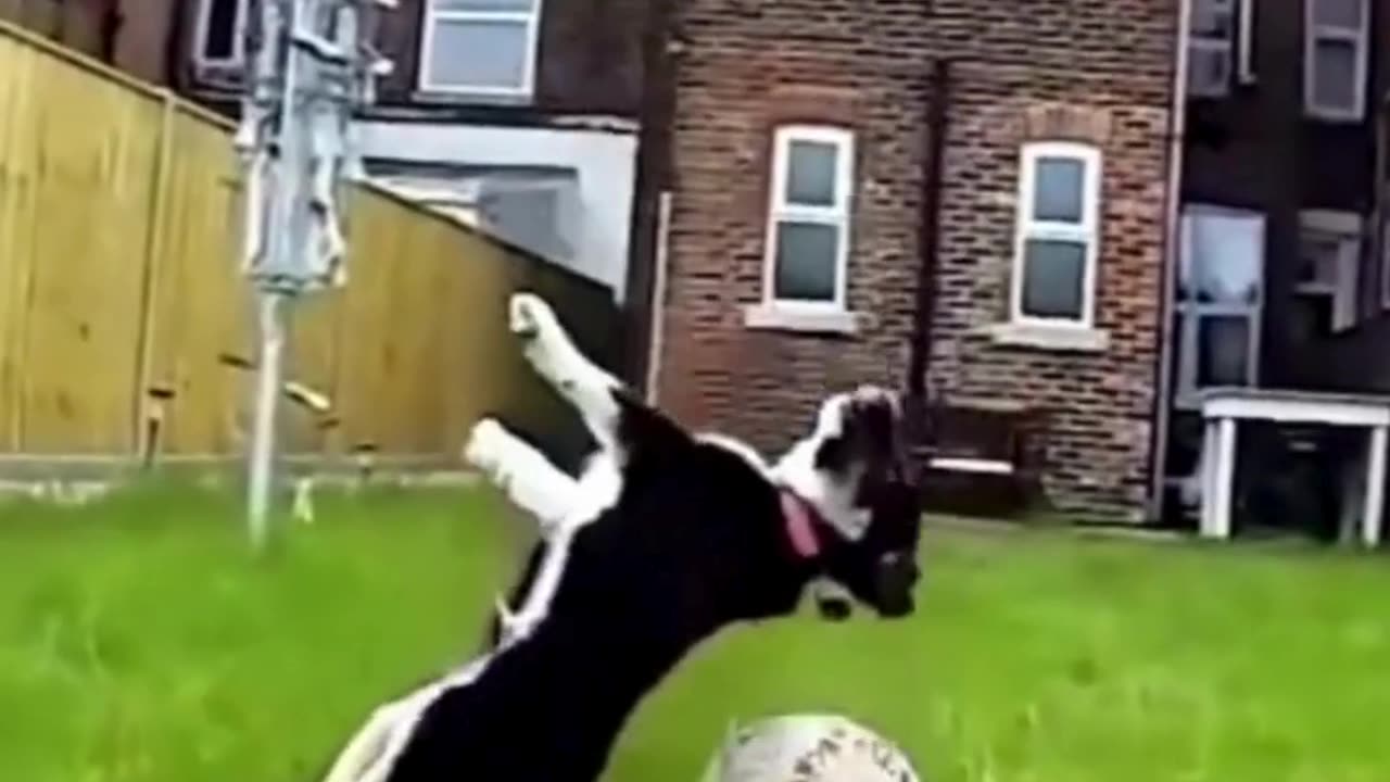 This Funny Animal Video is a Guaranteed Mood Booster!