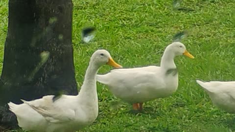 Duck's asking for treats