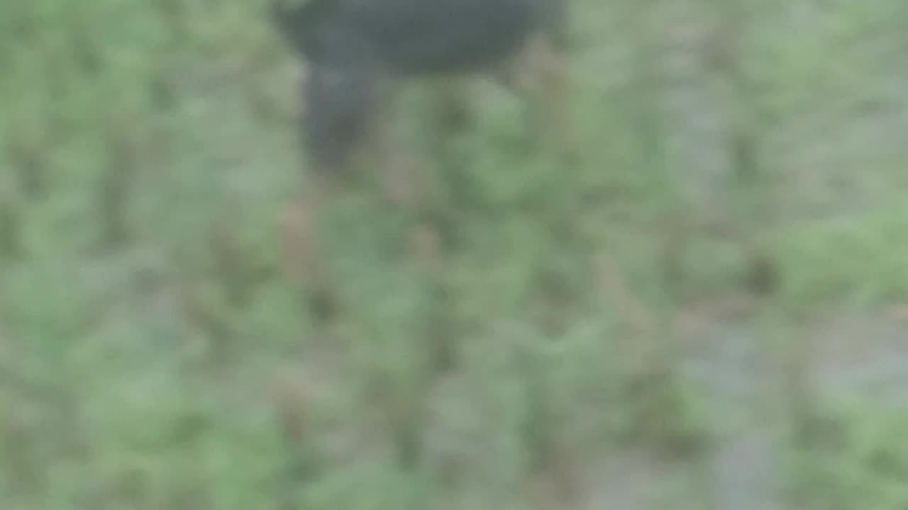 Cute dog is Claver