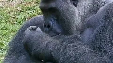 Acts Just Like a Human | This Animal Will Crack You Up..