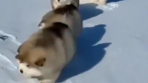 Cute And Funny Dog Videos