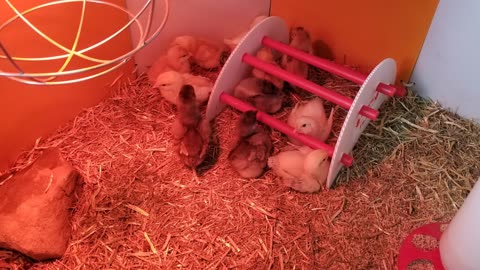 Edgelord chick detected. #SparklegleamFarm #Chicken #farm #farmanimals #cute