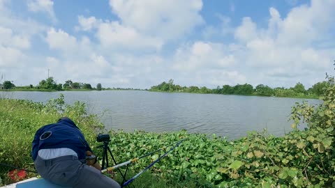 Döbel am Haken Angeln pur #Döbelfischen #Süßwasser #Flussidylle