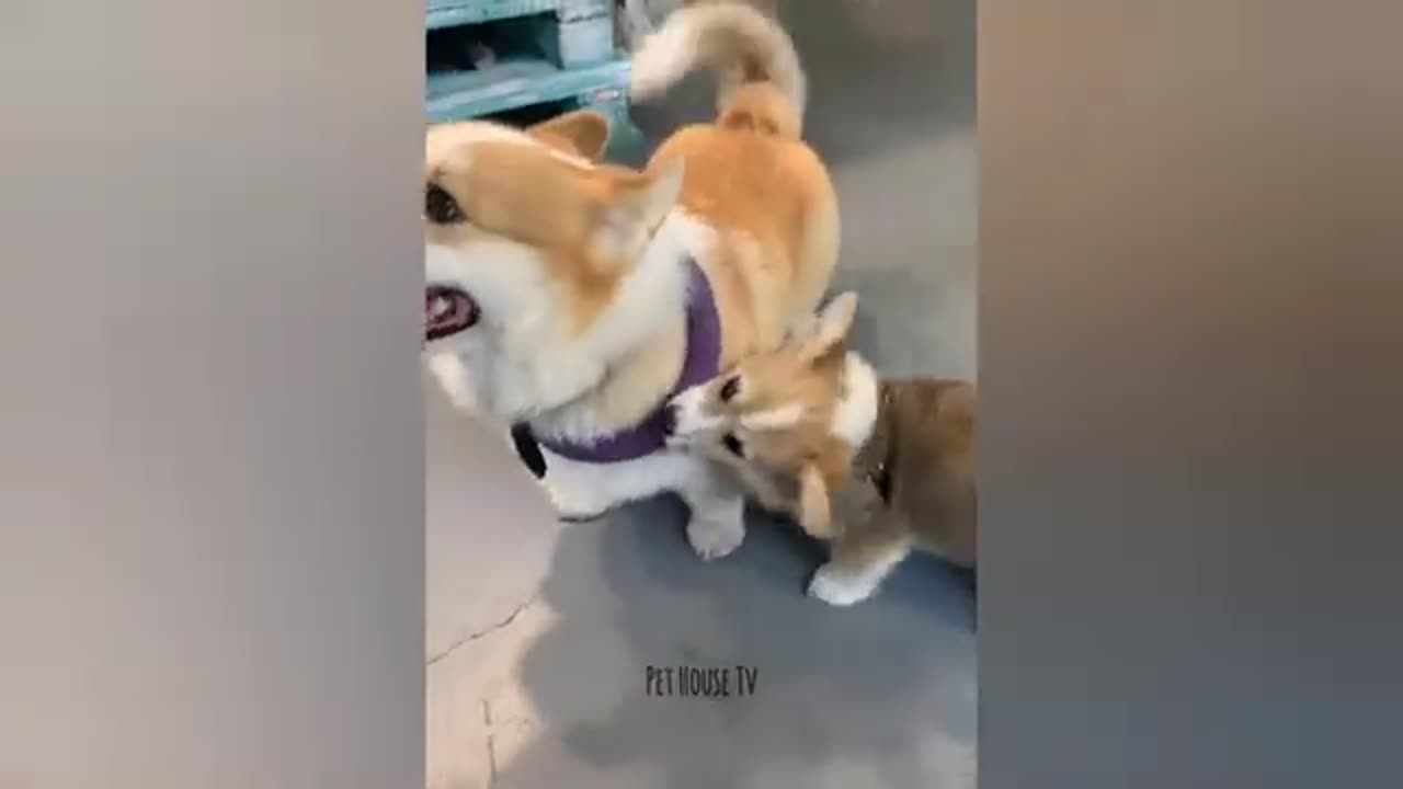 Funny cats