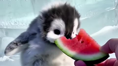 baby penguin