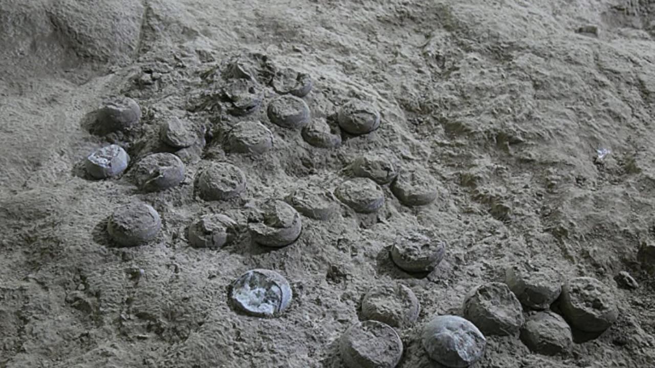 Newly dated 85 million year old dinosaur eggs in China reveal cretaceous climate secrets