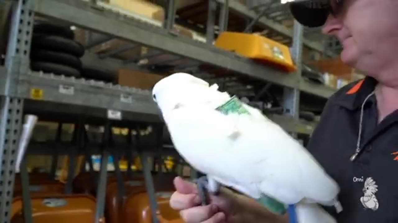 Flooding and Manland (Onni's BIrdy VLOG)