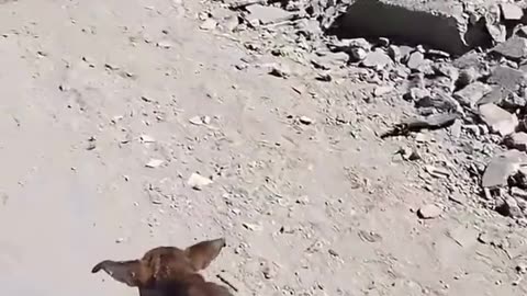 😭 To be an animal in Gaza... | FunFM