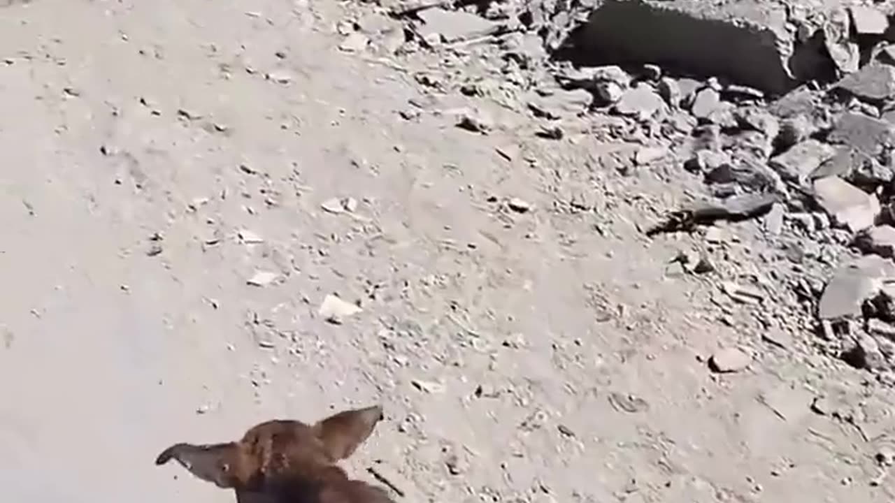 😭 To be an animal in Gaza... | FunFM