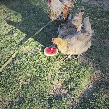 Chickens Try Watermelon for the First Time!