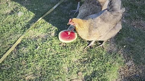 Chickens Try Watermelon for the First Time!