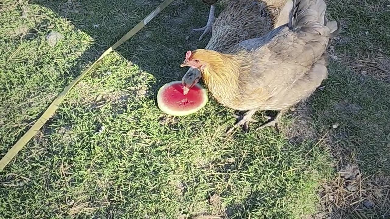 Chickens Try Watermelon for the First Time!