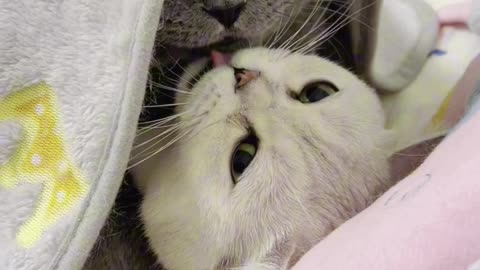 Cute Cats Funny Videos | Part 6
