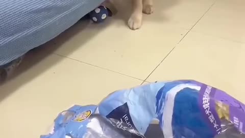 funny dog expression