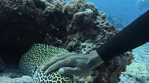 Loves Pets