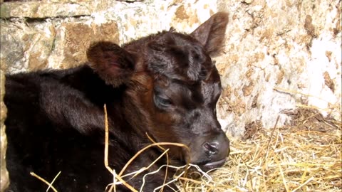 😂🐮 This Calf Just Discovered Her Superpower! | FunFM