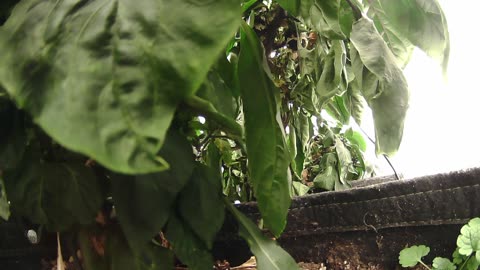 Come Explore With Me – Gen X Nature Stream | Live Pepper Jungle + Chill Vibes