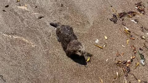 Baby Otter Found on the Central Coast